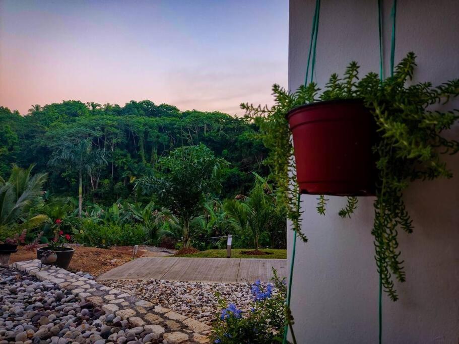 The Willow Apartment Ocho Rios Bagian luar foto