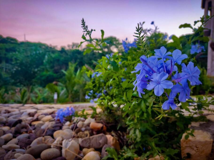 The Willow Apartment Ocho Rios Bagian luar foto